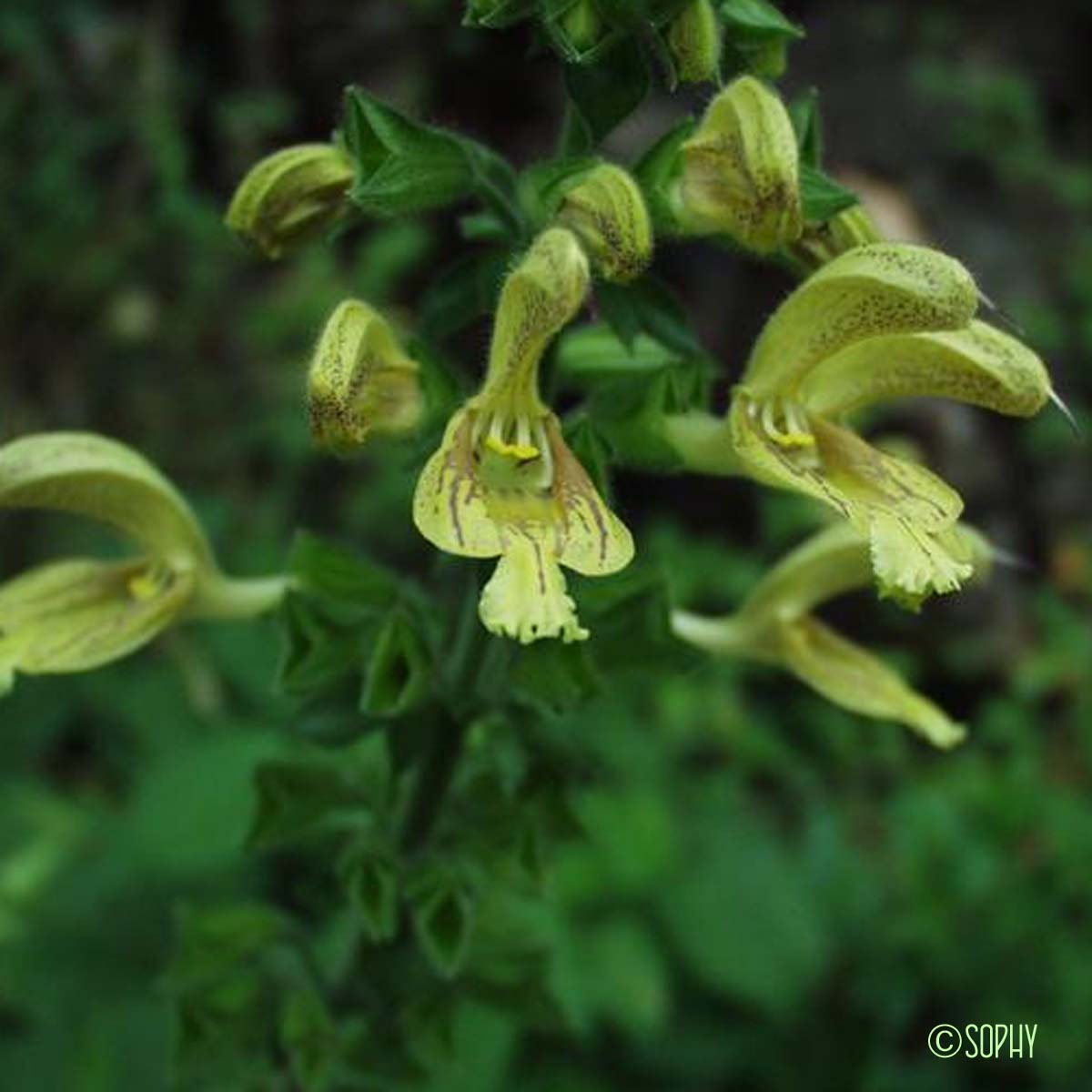 Sauge glutineuse - Salvia glutinosa