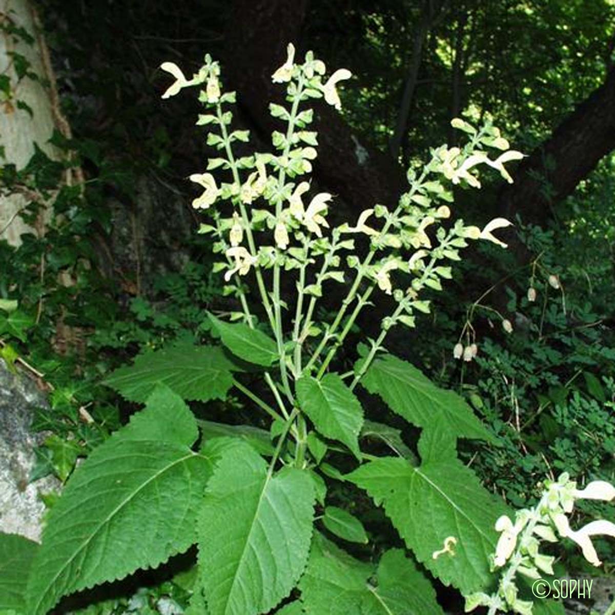 Sauge glutineuse - Salvia glutinosa