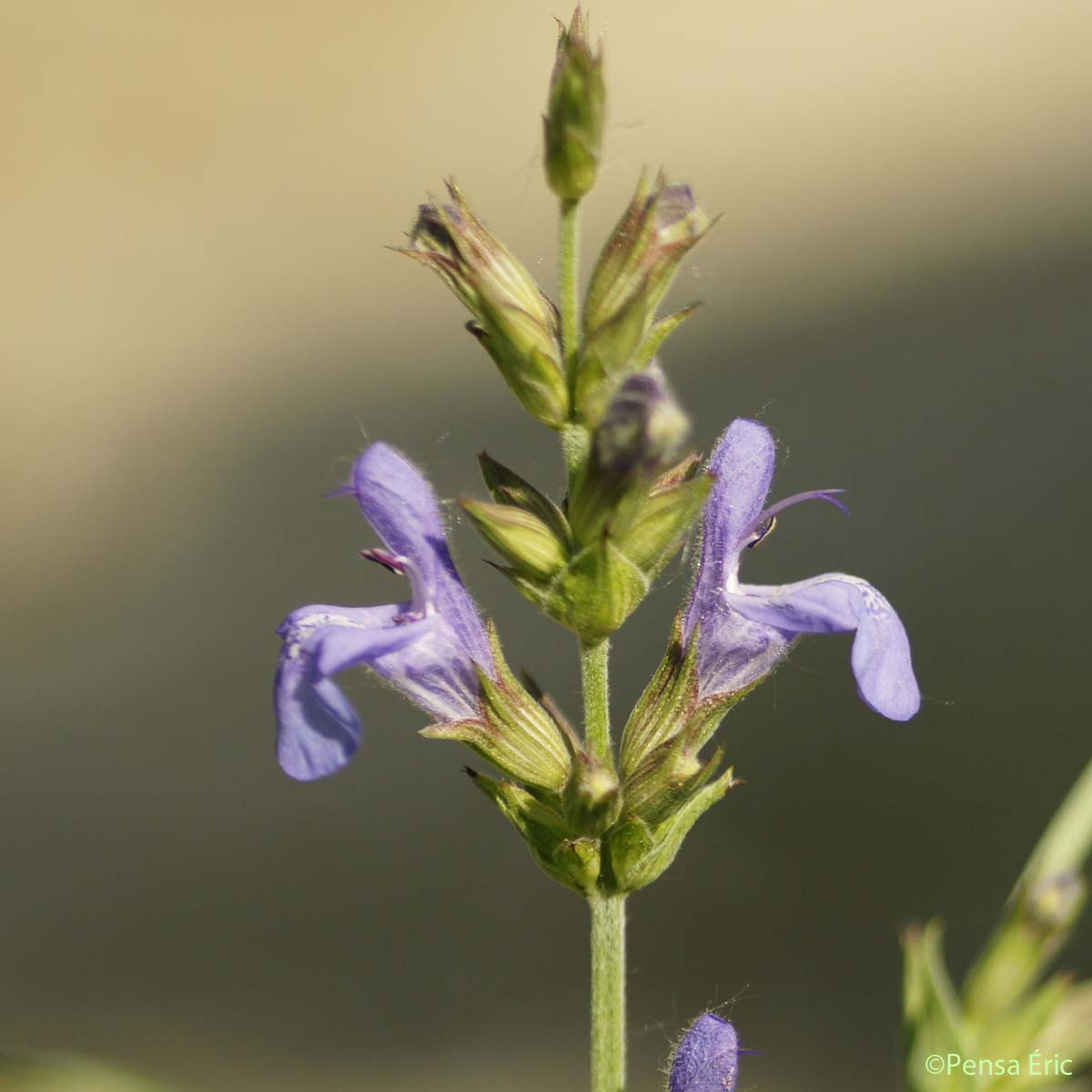 Sauge officinale - Salvia officinalis subsp. officinalis