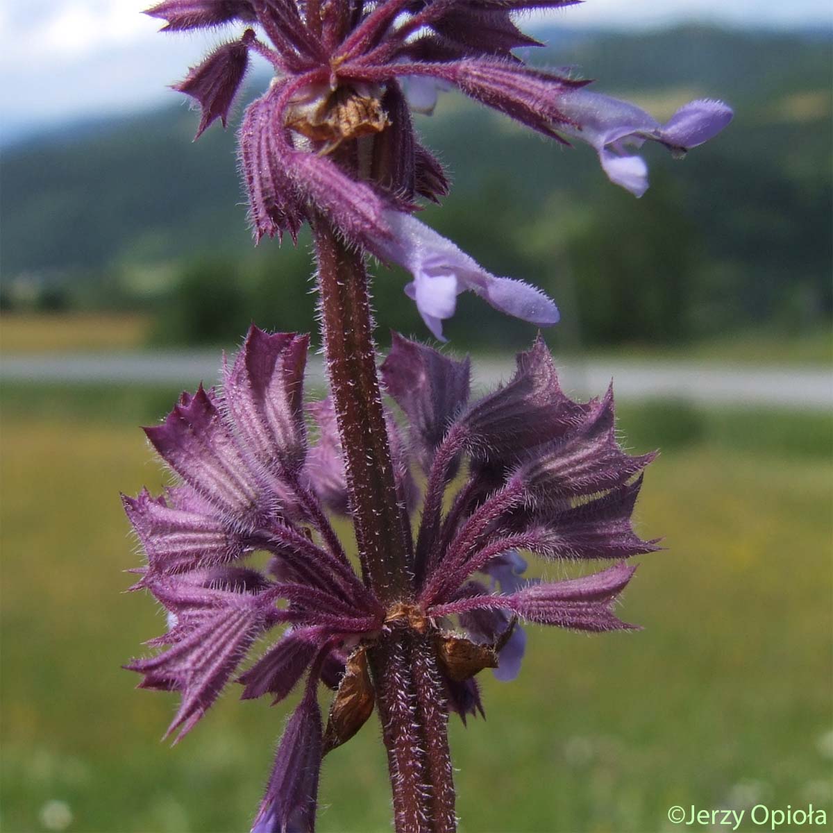 Sauge verticillée - Salvia verticillata subsp. verticillata