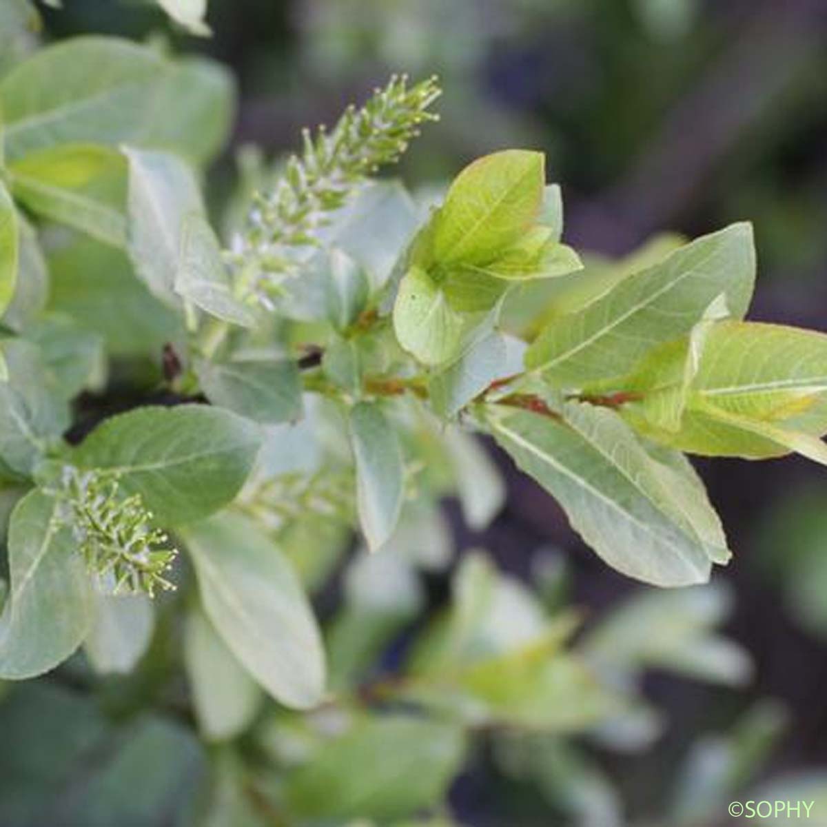 Saule à dents courtes - Salix breviserrata