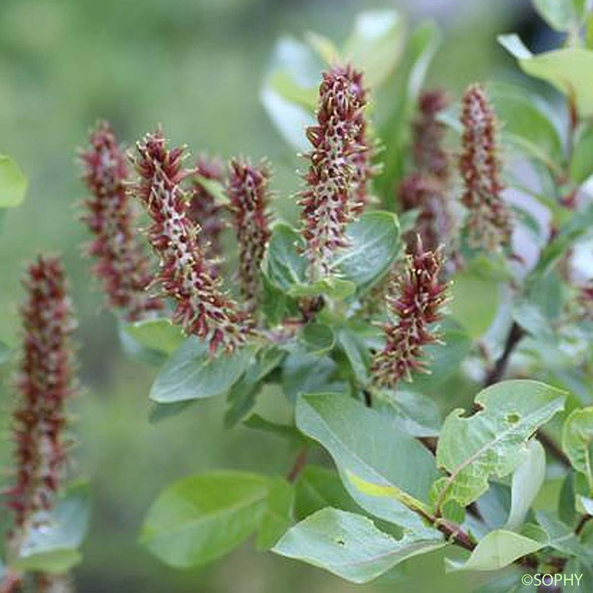 Saule à dents courtes - Salix breviserrata