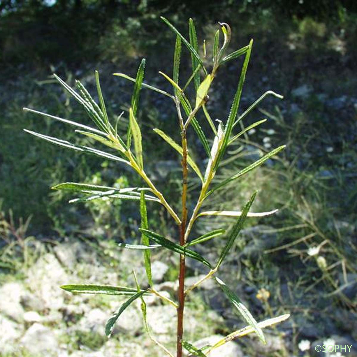 Saule à feuilles cotonneuses - Salix eleagnos