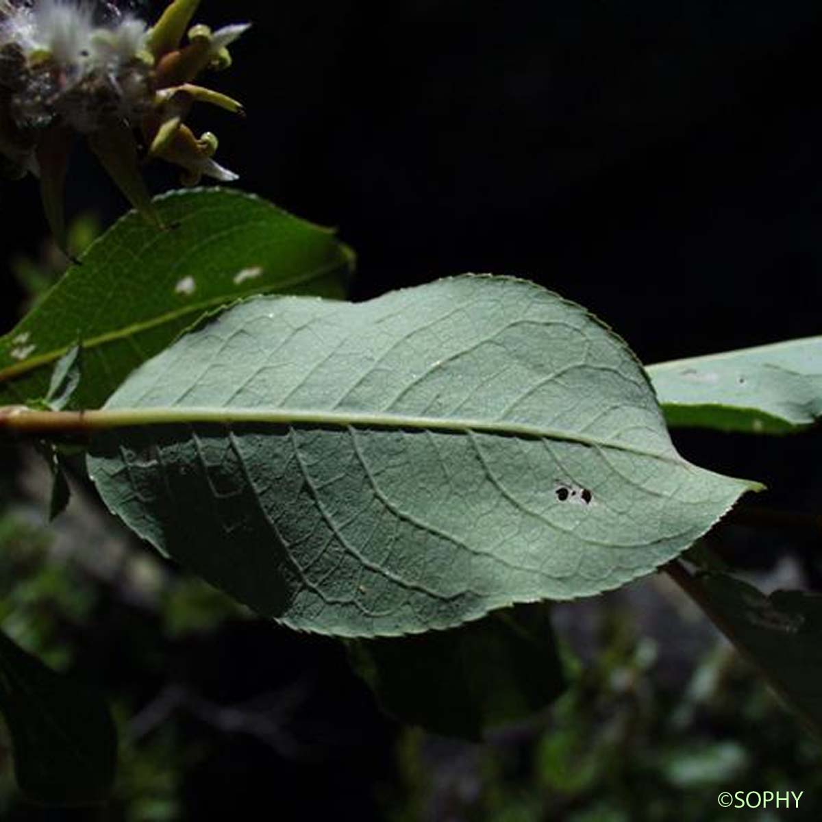 Saule à feuilles hastées - Salix hastata