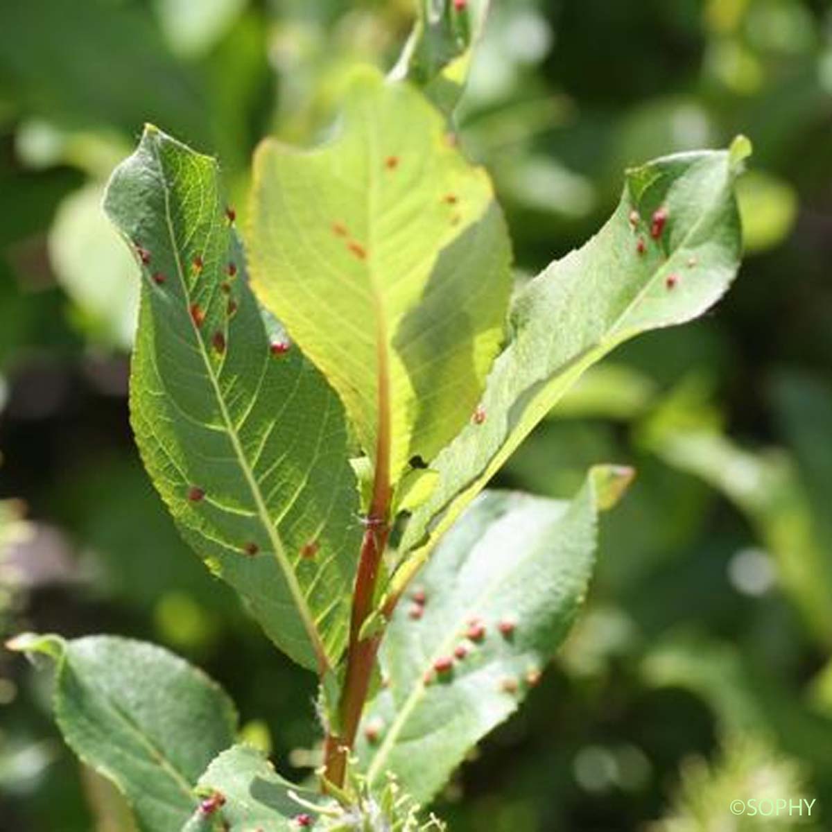 Saule à grandes feuilles - Salix appendiculata