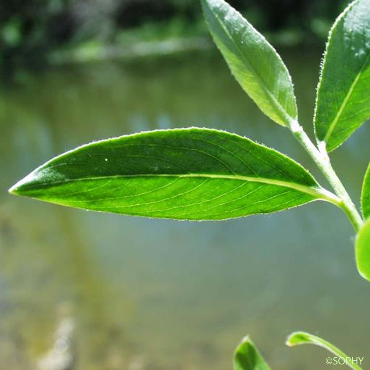 Saule cassant - Salix fragilis