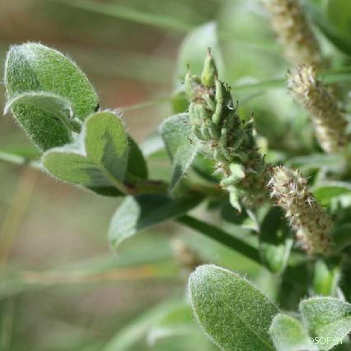 Saule des Pyrénées - Salix pyrenaica