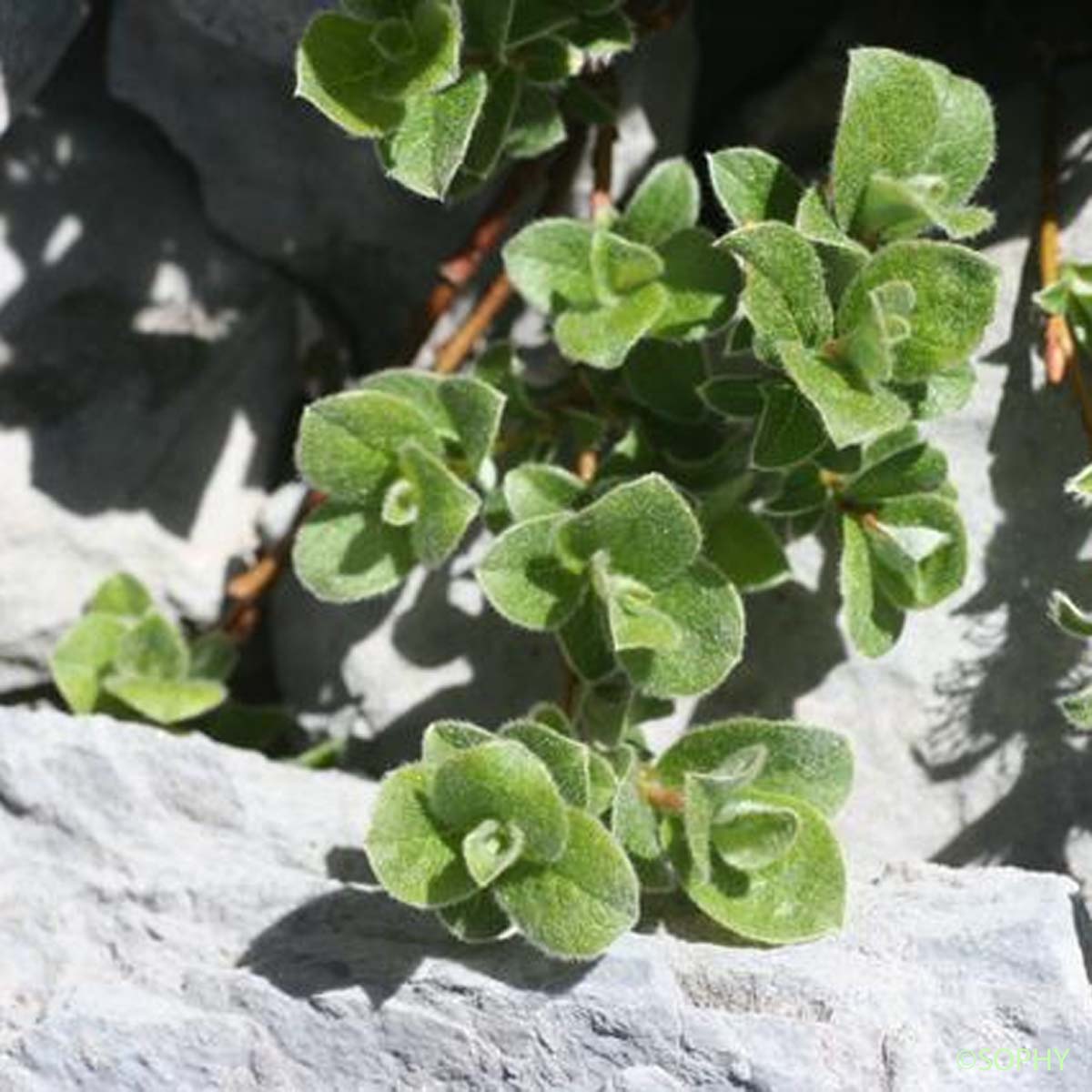 Saule des Pyrénées - Salix pyrenaica