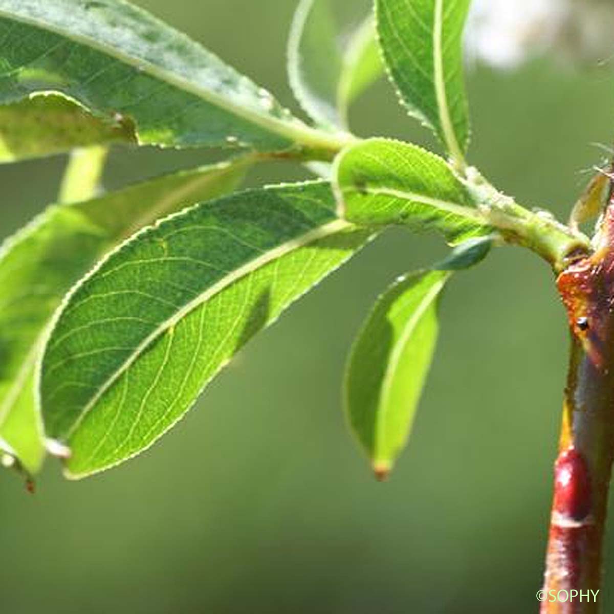 Saule faux Daphné - Salix daphnoides