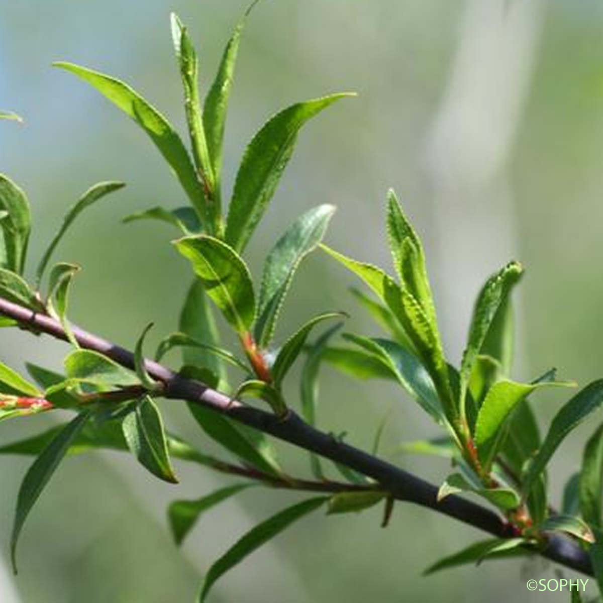 Saule faux Daphné - Salix daphnoides