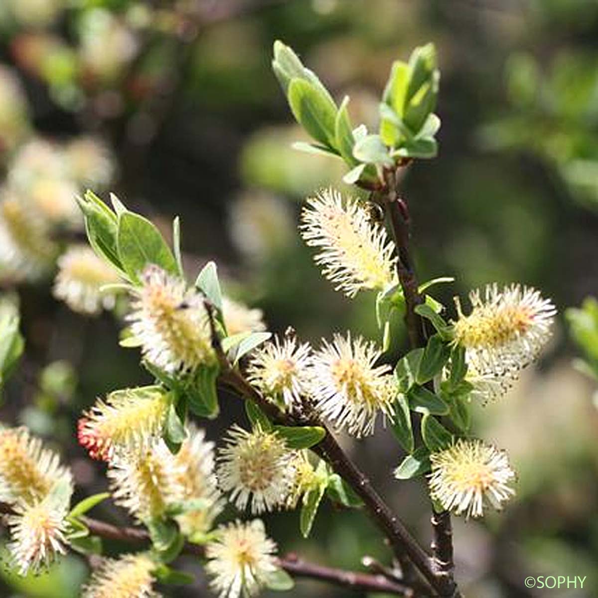 Saule fétide - Salix foetida