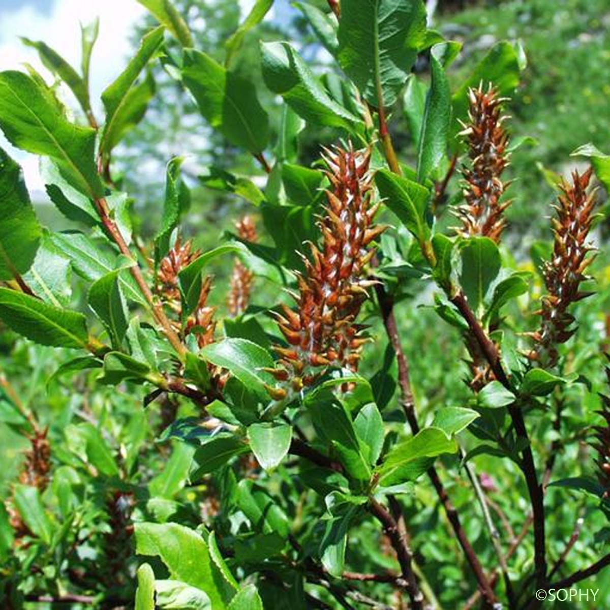 Saule fétide - Salix foetida