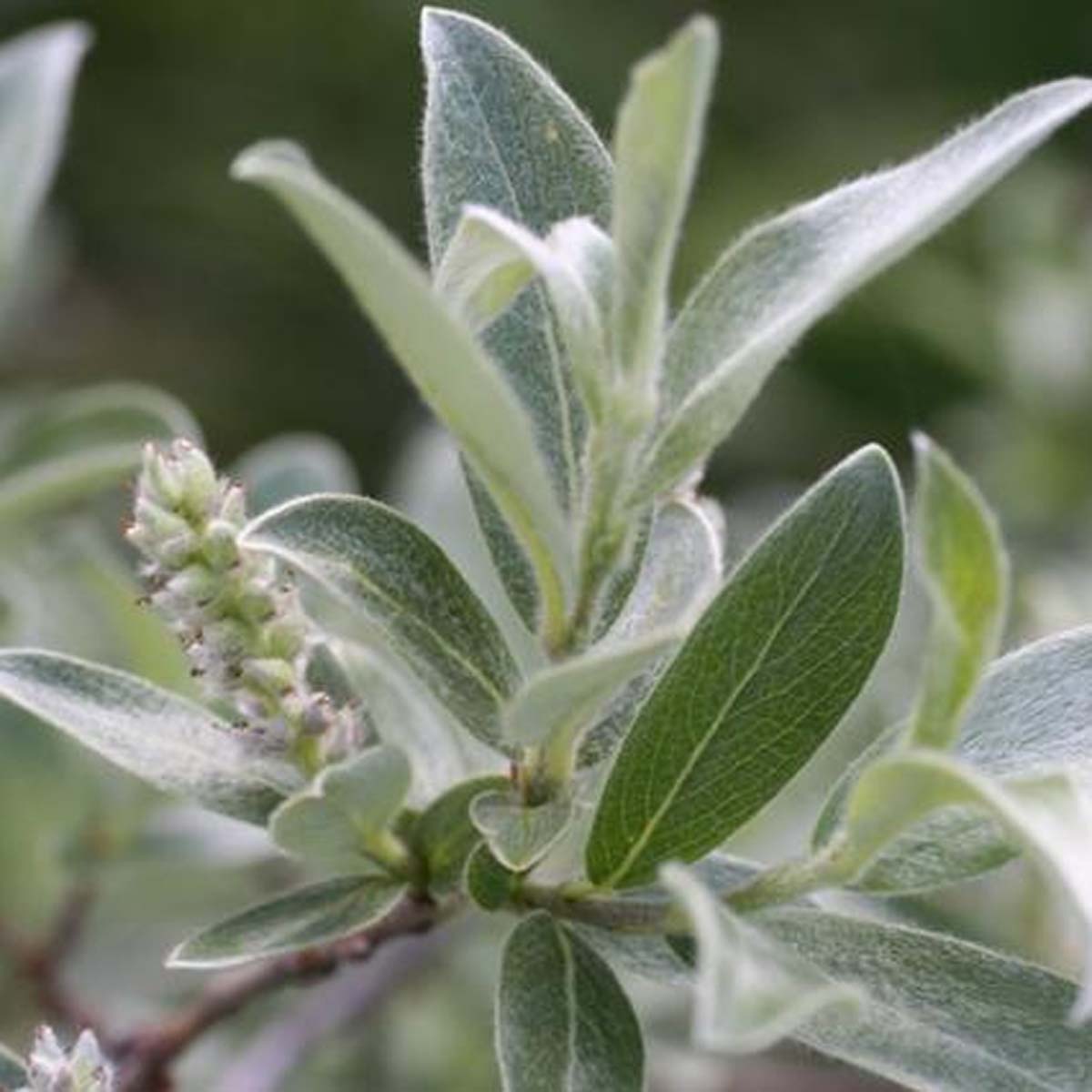 Saule glauque - Salix glaucosericea