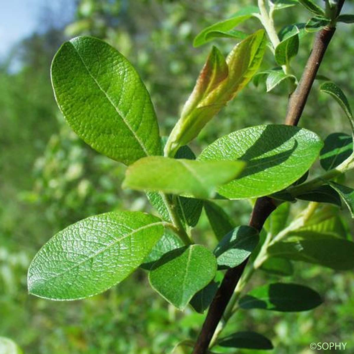 Saule Marsault - Salix caprea