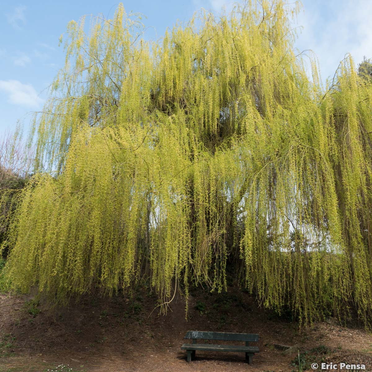 Saule pleureur - Salix babylonica