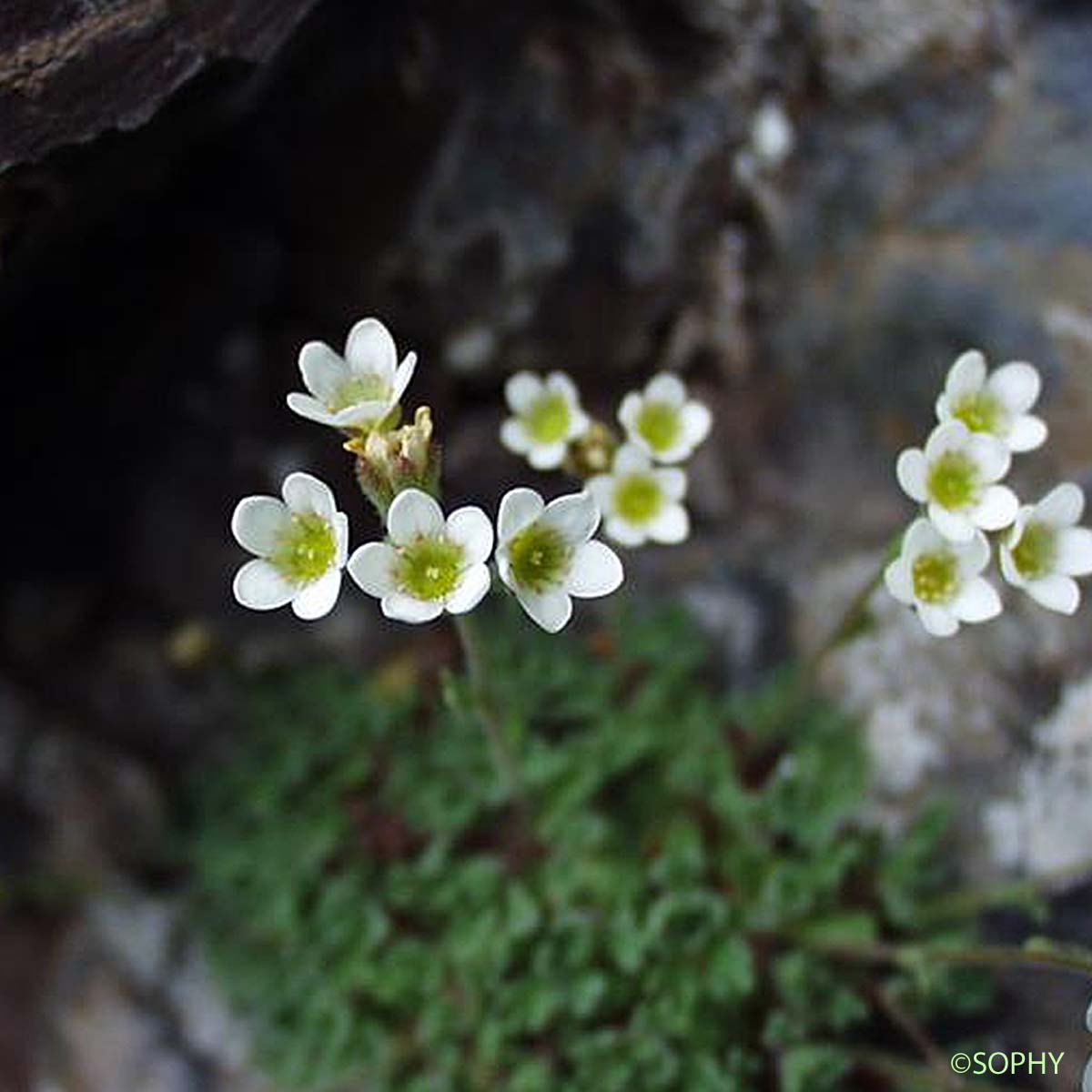 Saxifrage à cinq doigts - Saxifraga pentadactylis subsp. pentadactylis