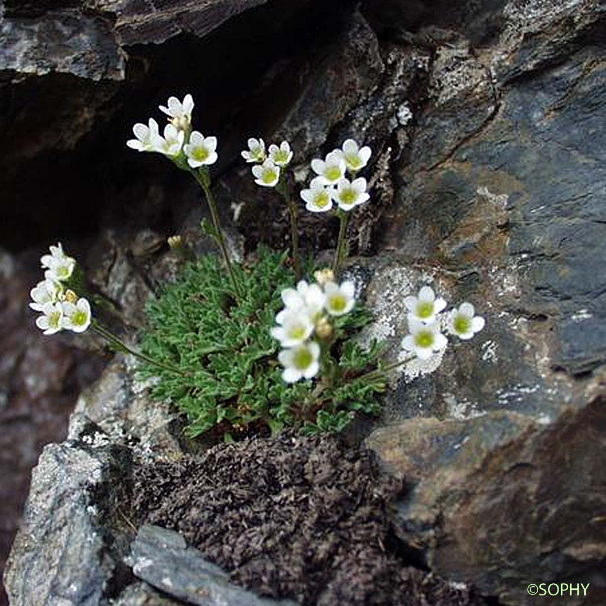 Saxifrage à cinq doigts - Saxifraga pentadactylis subsp. pentadactylis