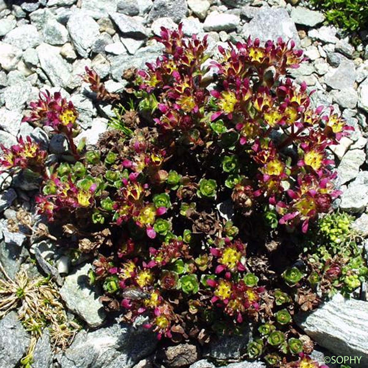 Saxifrage à deux fleurs - Saxifraga biflora