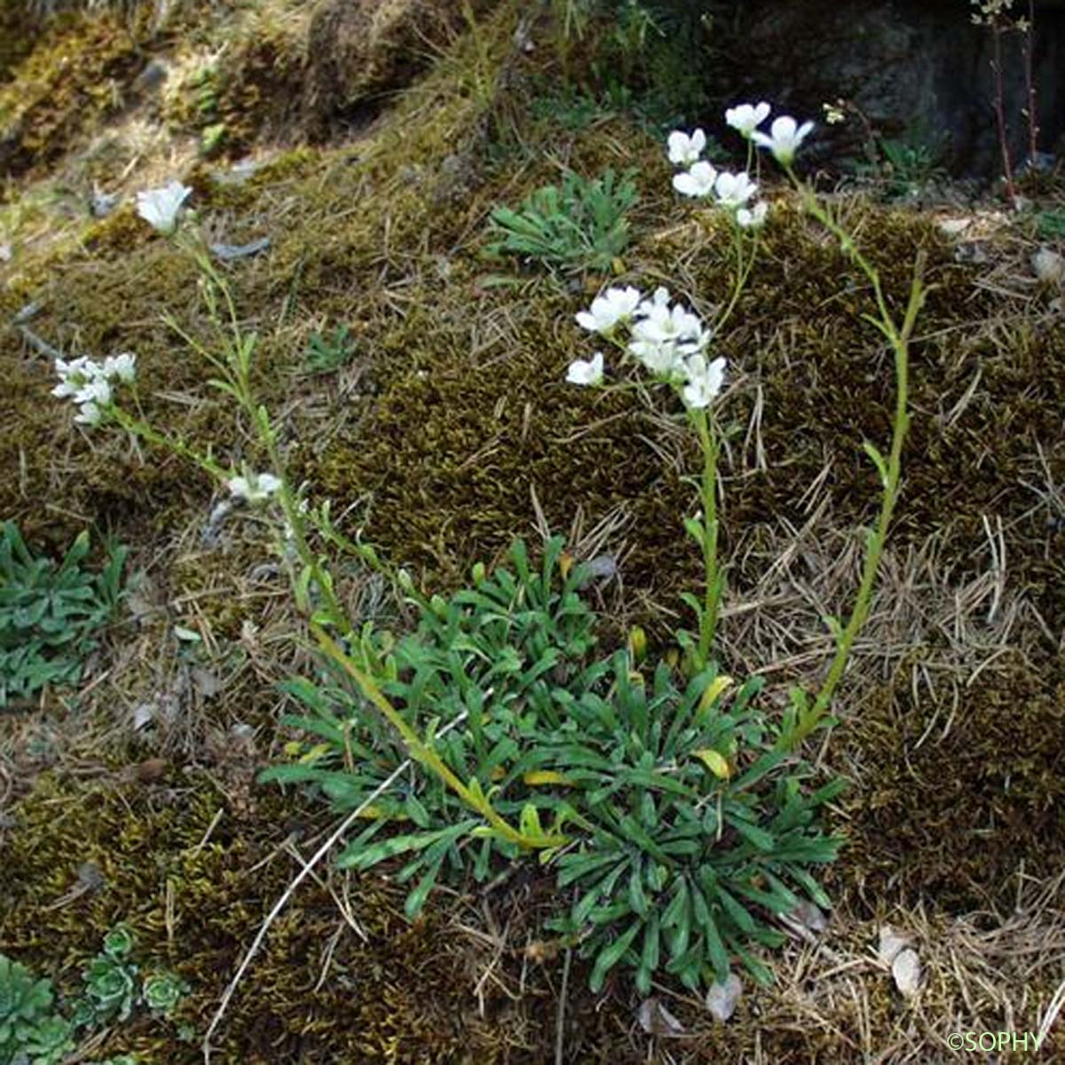 Saxifrage à feuilles en languette - Saxifraga lantoscana