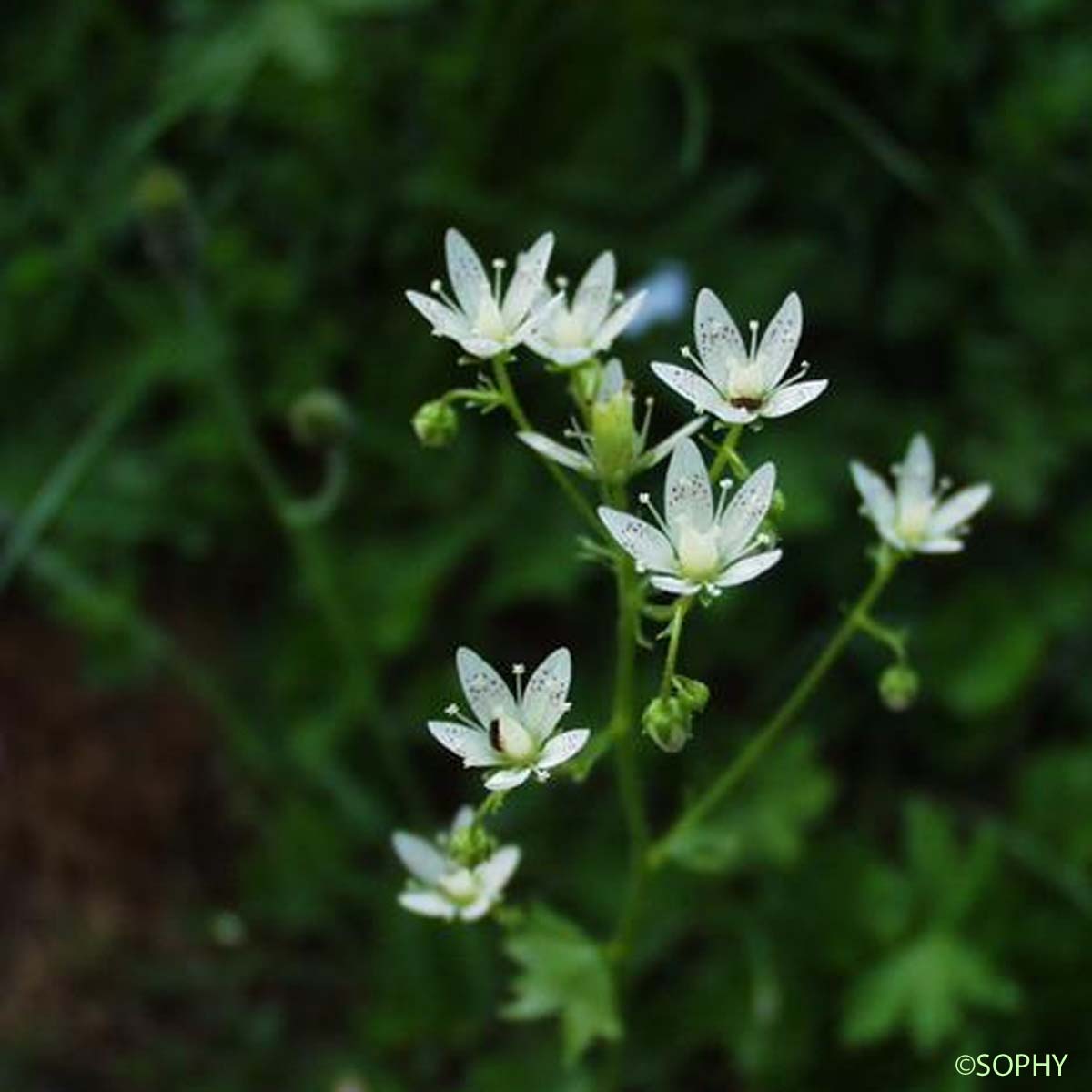 Saxifrage à feuilles rondes - Saxifraga rotundifolia subsp. rotundifolia