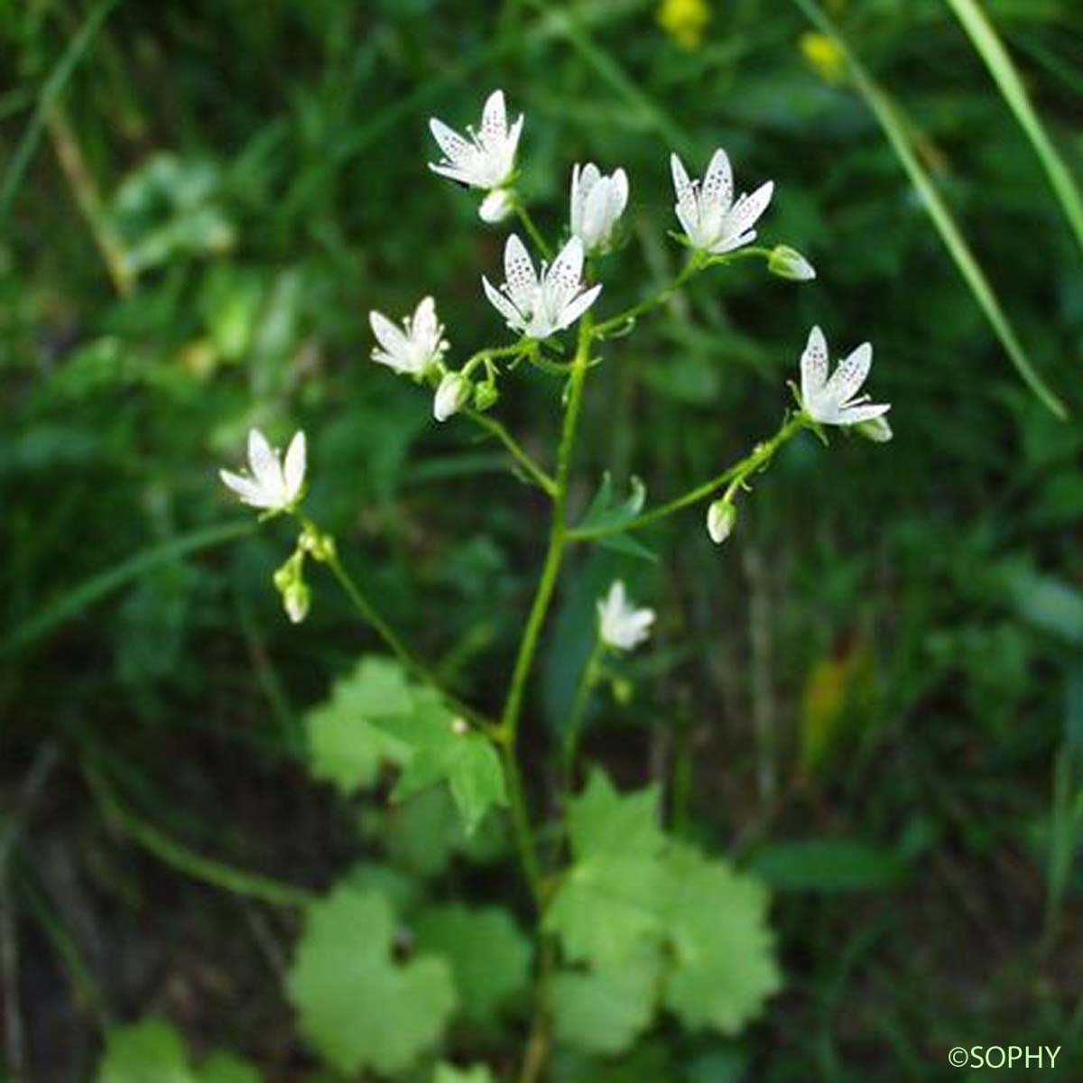 Saxifrage à feuilles rondes - Saxifraga rotundifolia subsp. rotundifolia