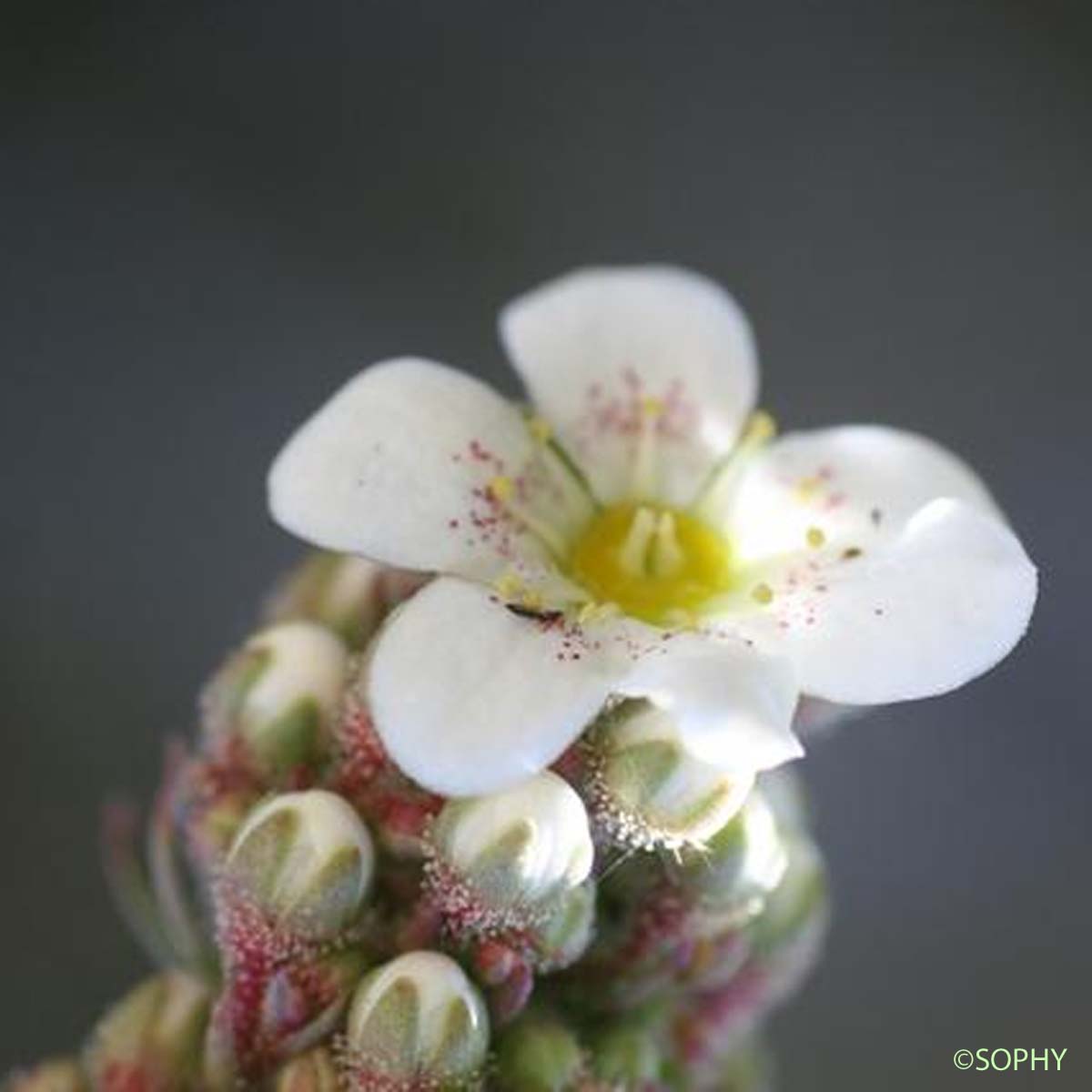 Saxifrage à feuilles longues - Saxifraga longifolia