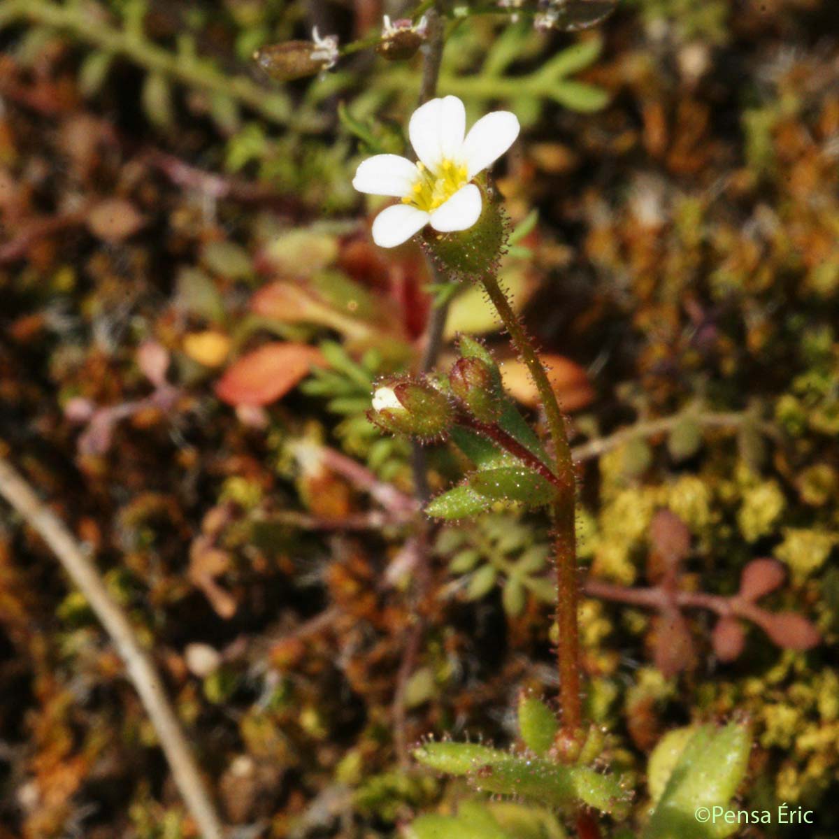 Saxifrage à trois doigts - Saxifraga tridactylites