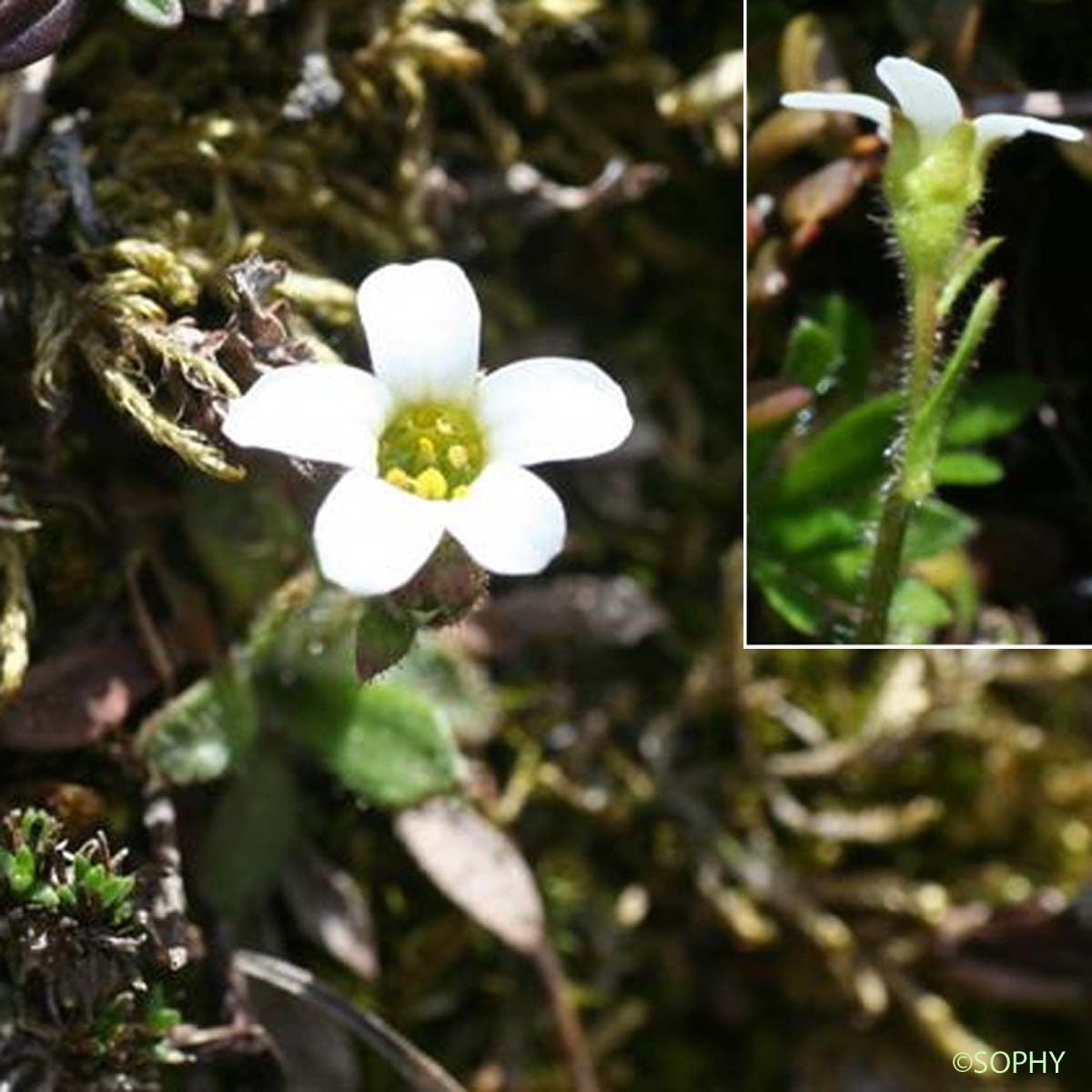 Saxifrage Androsace - Saxifraga androsacea