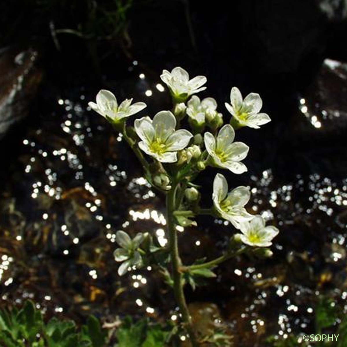 Saxifrage aquatique - Saxifraga aquatica