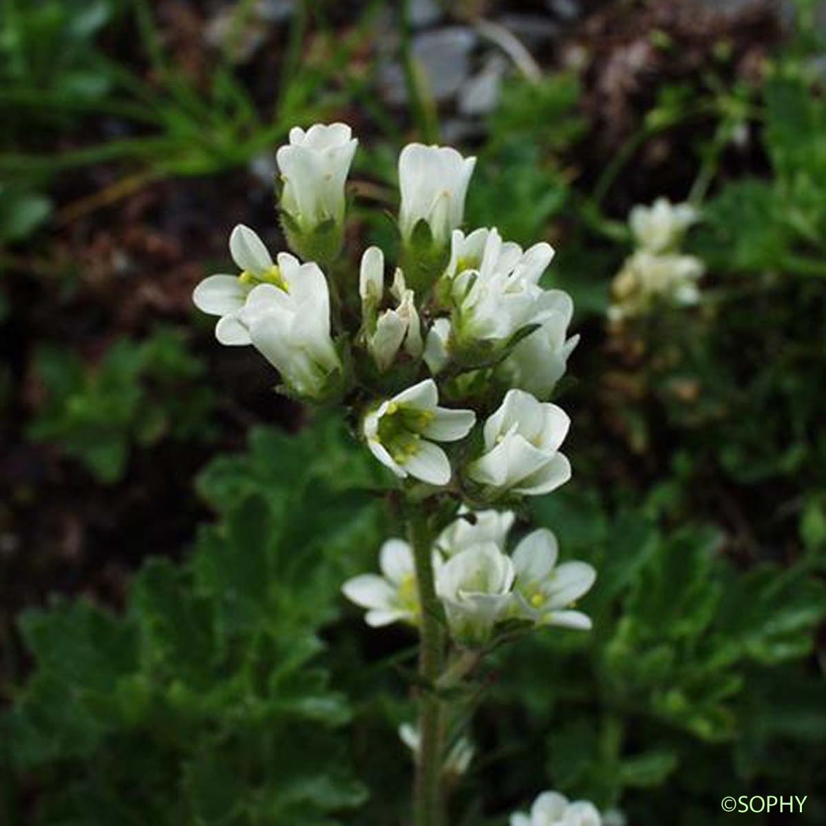 Saxifrage aquatique - Saxifraga aquatica