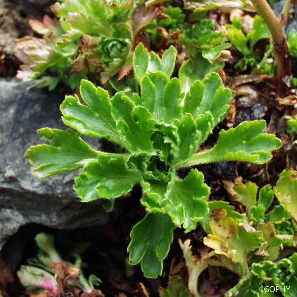 Saxifrage aquatique - Saxifraga aquatica