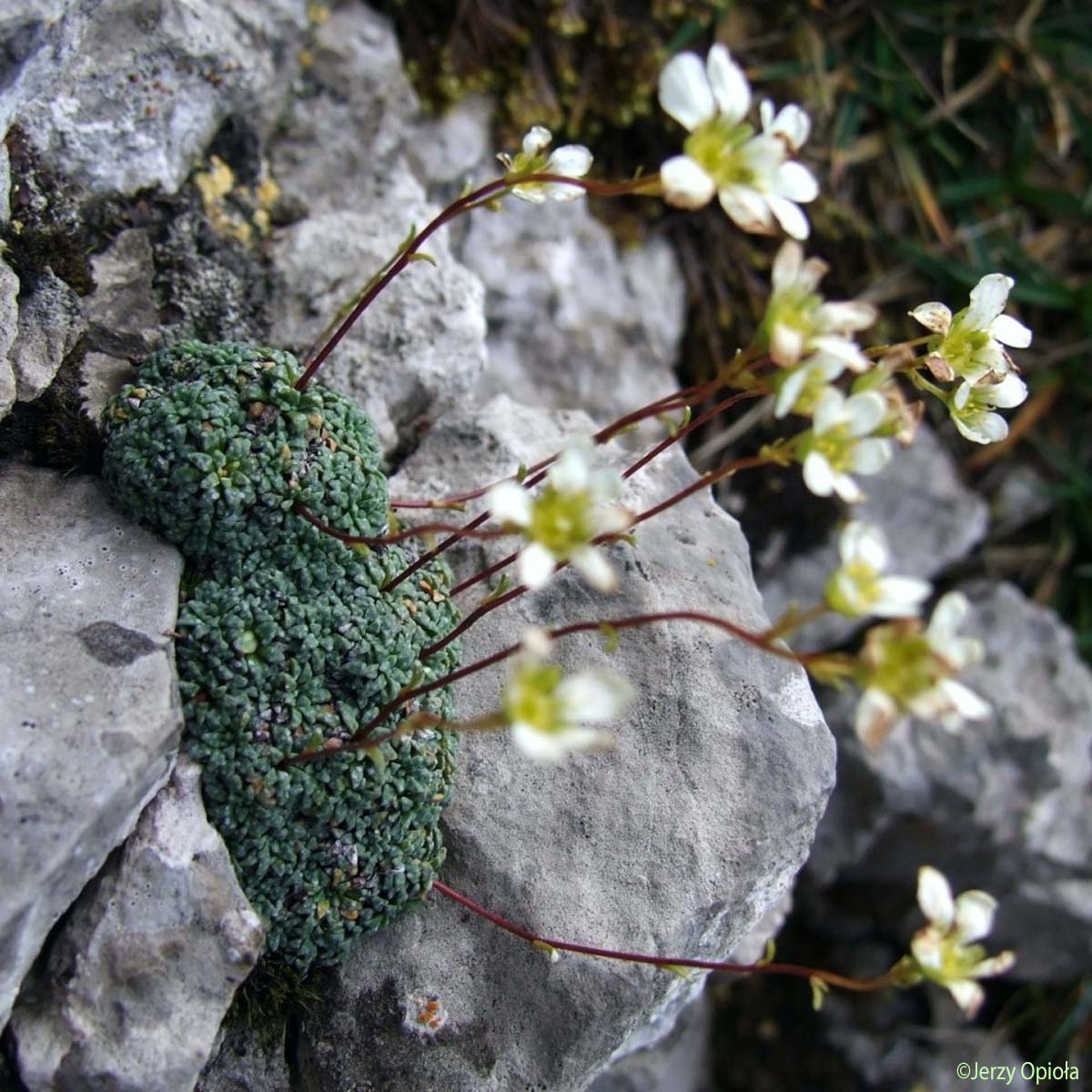 Saxifrage bleue - Saxifraga caesia