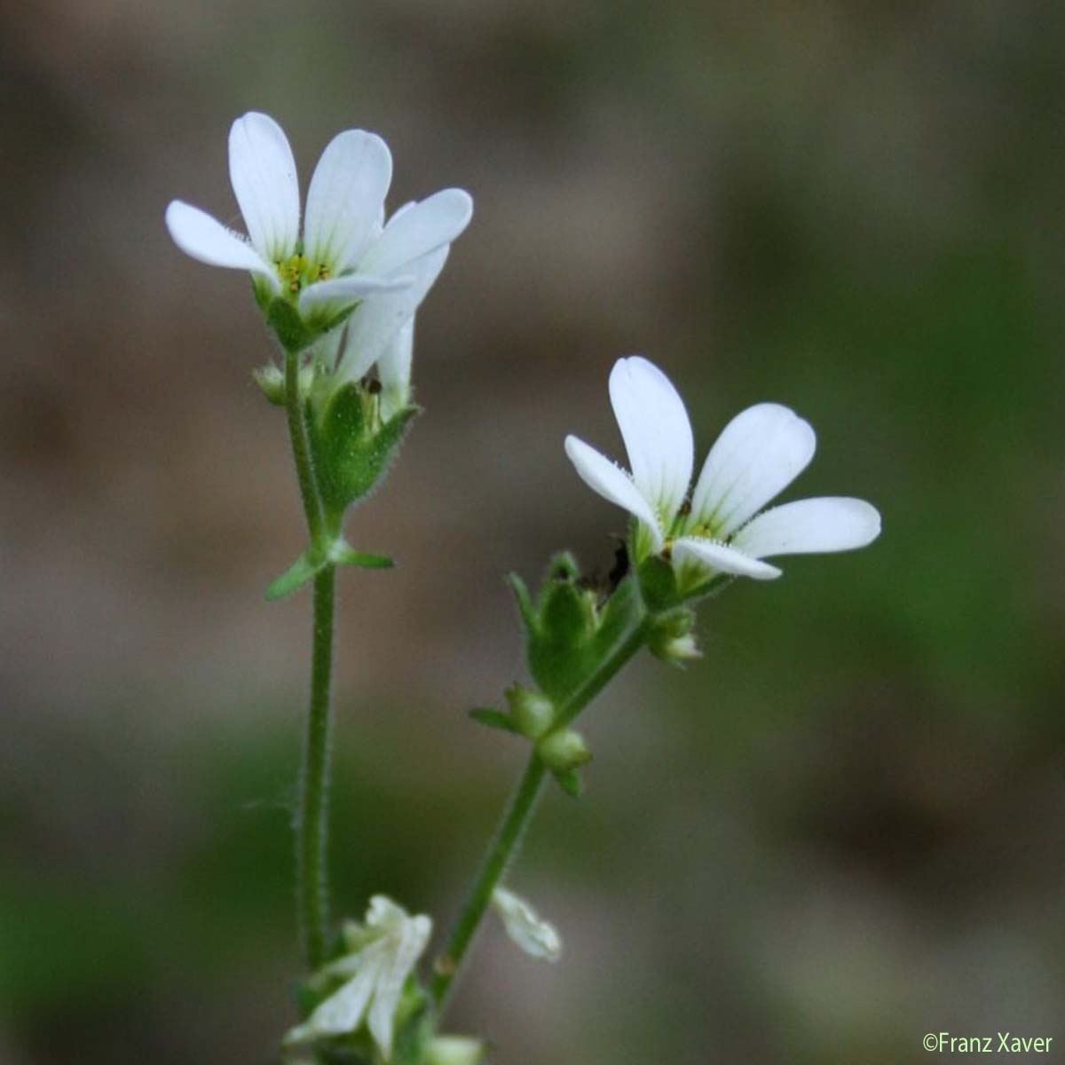 Saxifrage bulbifère - Saxifraga bulbifera