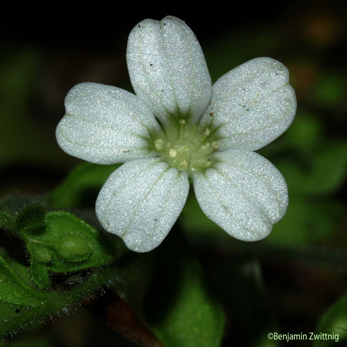 Saxifrage bulbifère - Saxifraga bulbifera