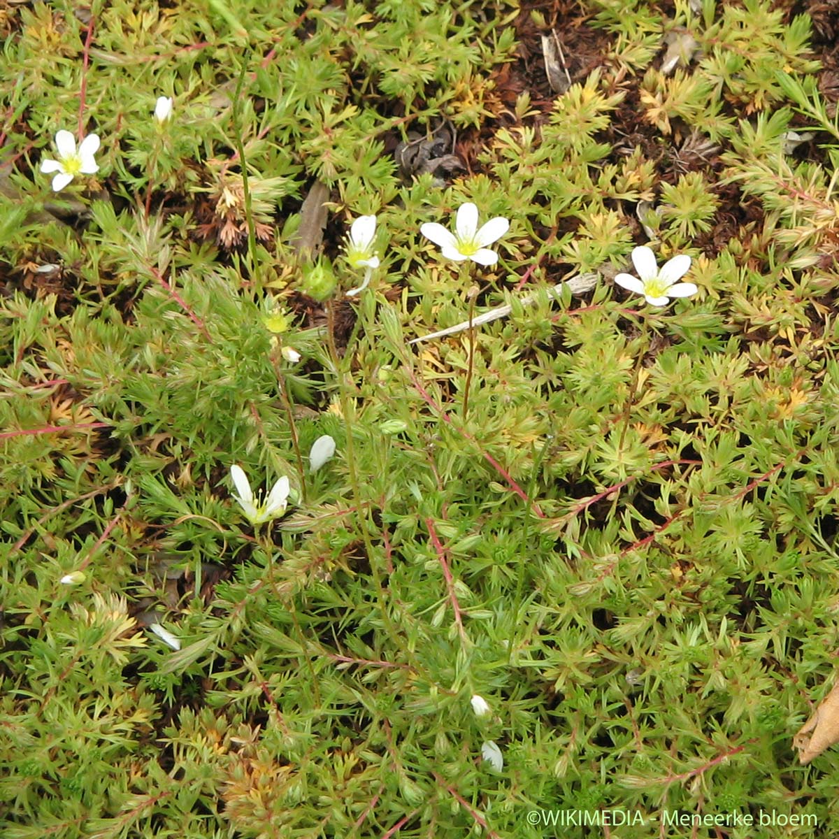 Saxifrage continentale - Saxifraga fragosoi