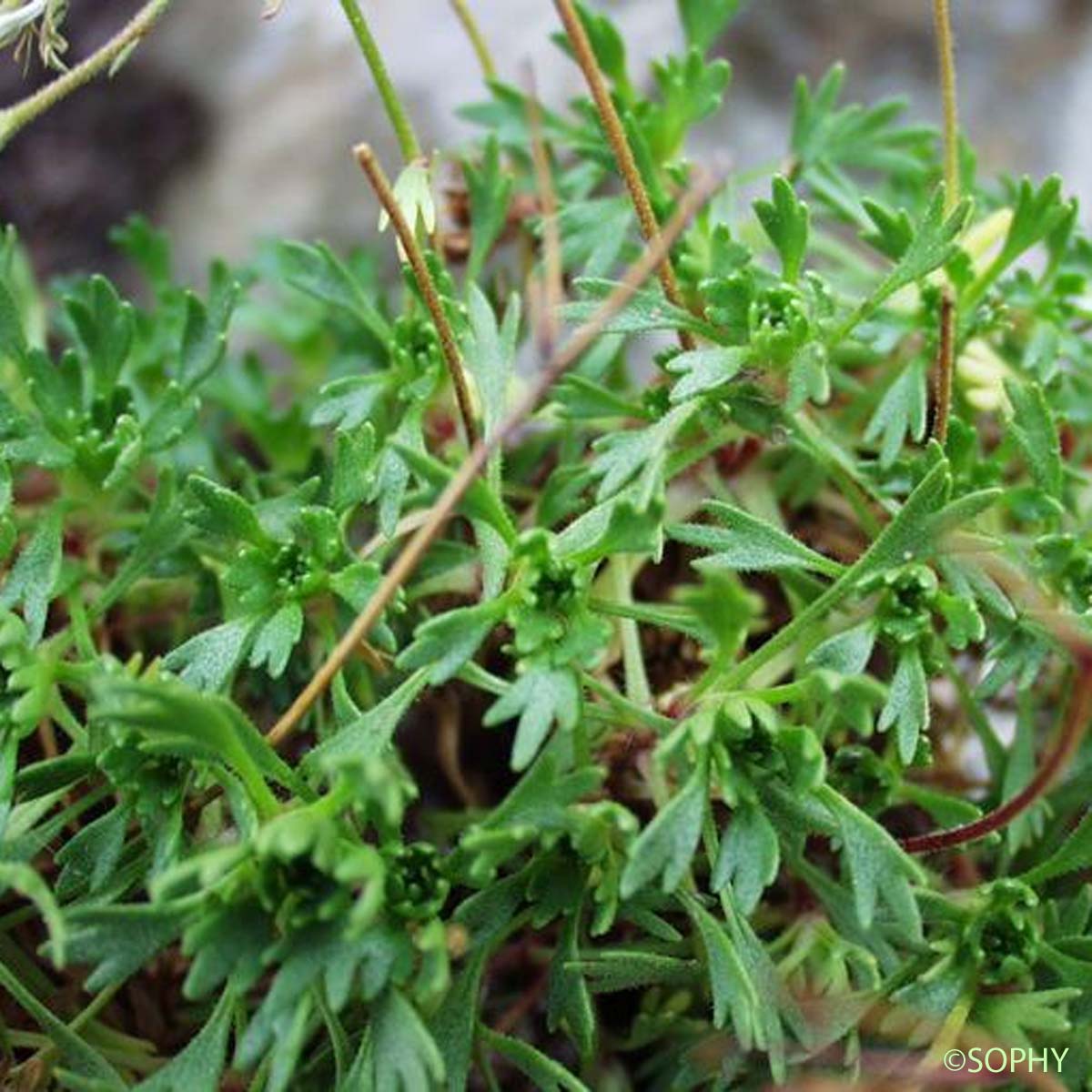 Saxifrage continentale - Saxifraga fragosoi