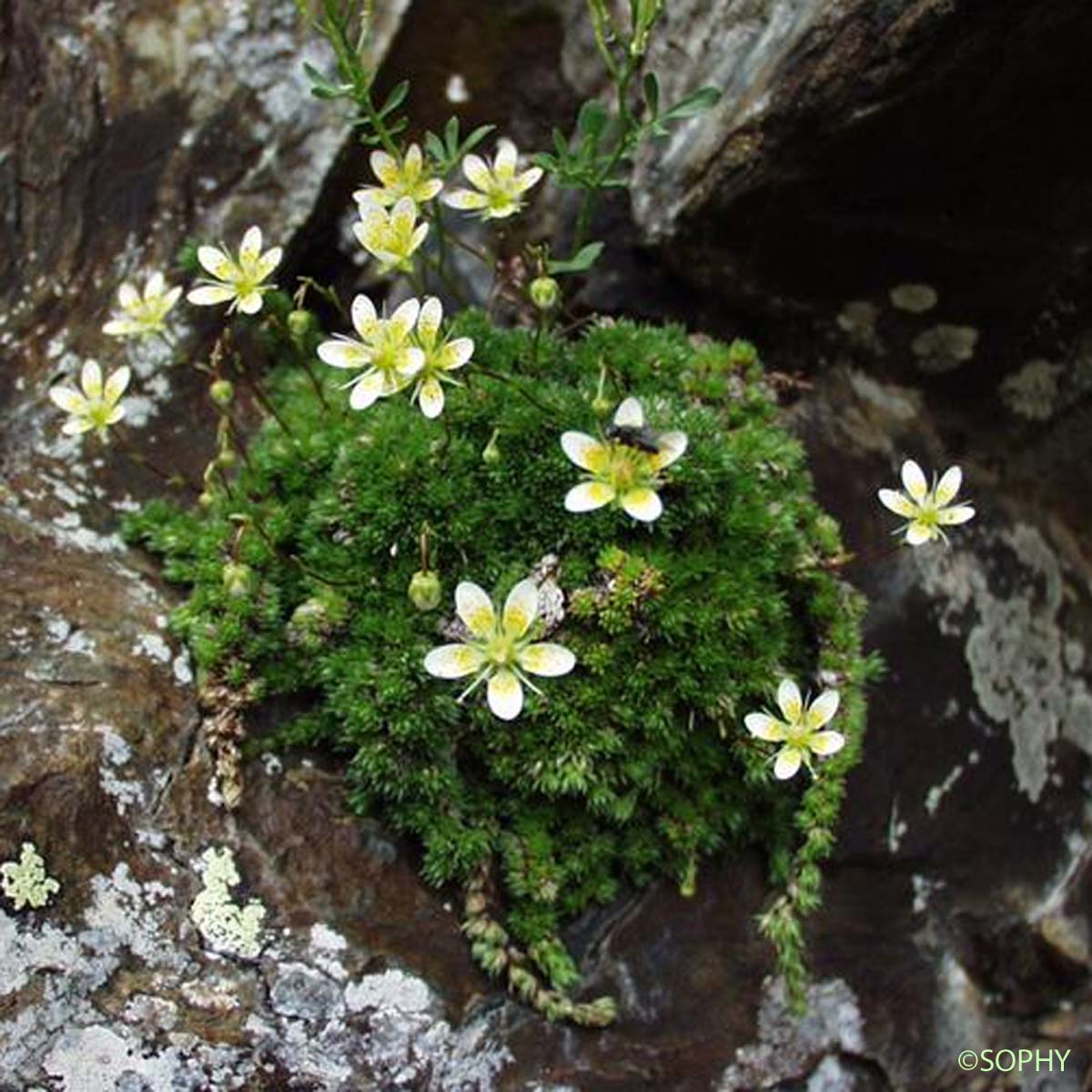 Saxifrage d'Auvergne - Saxifraga bryoides