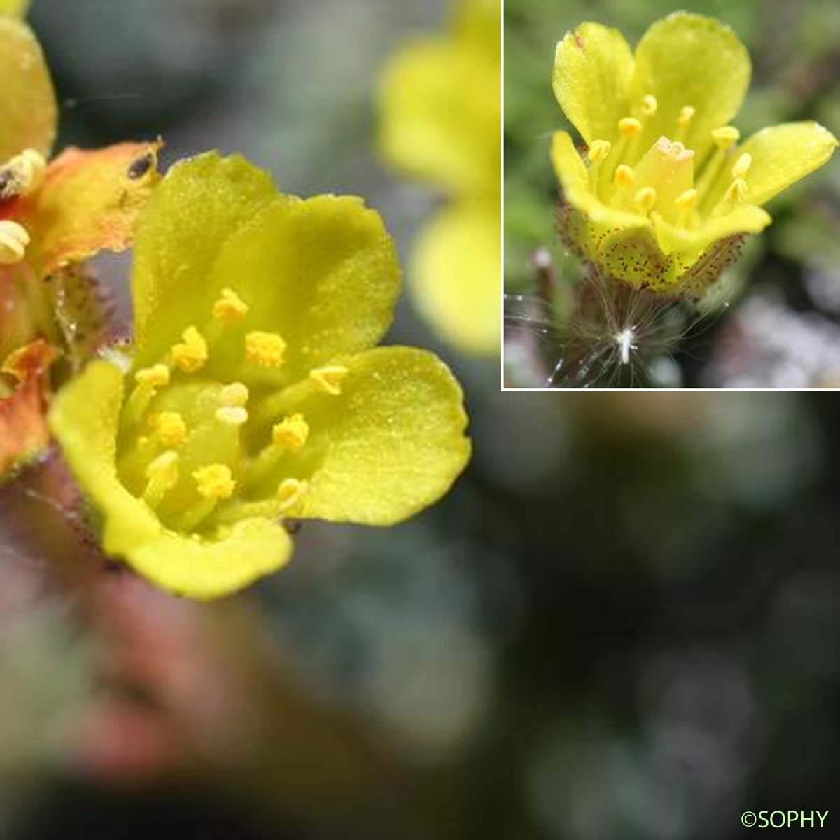 Saxifrage de Burser - Saxifraga aretioides