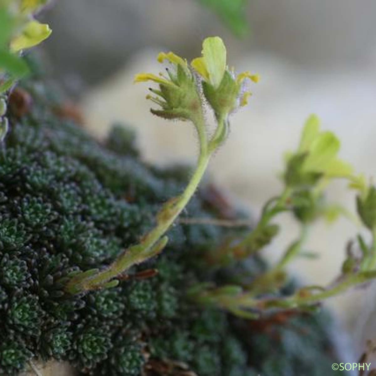 Saxifrage de Burser - Saxifraga aretioides