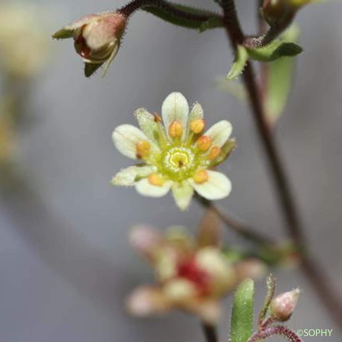 Saxifrage enchevêtrée - Saxifraga intricata