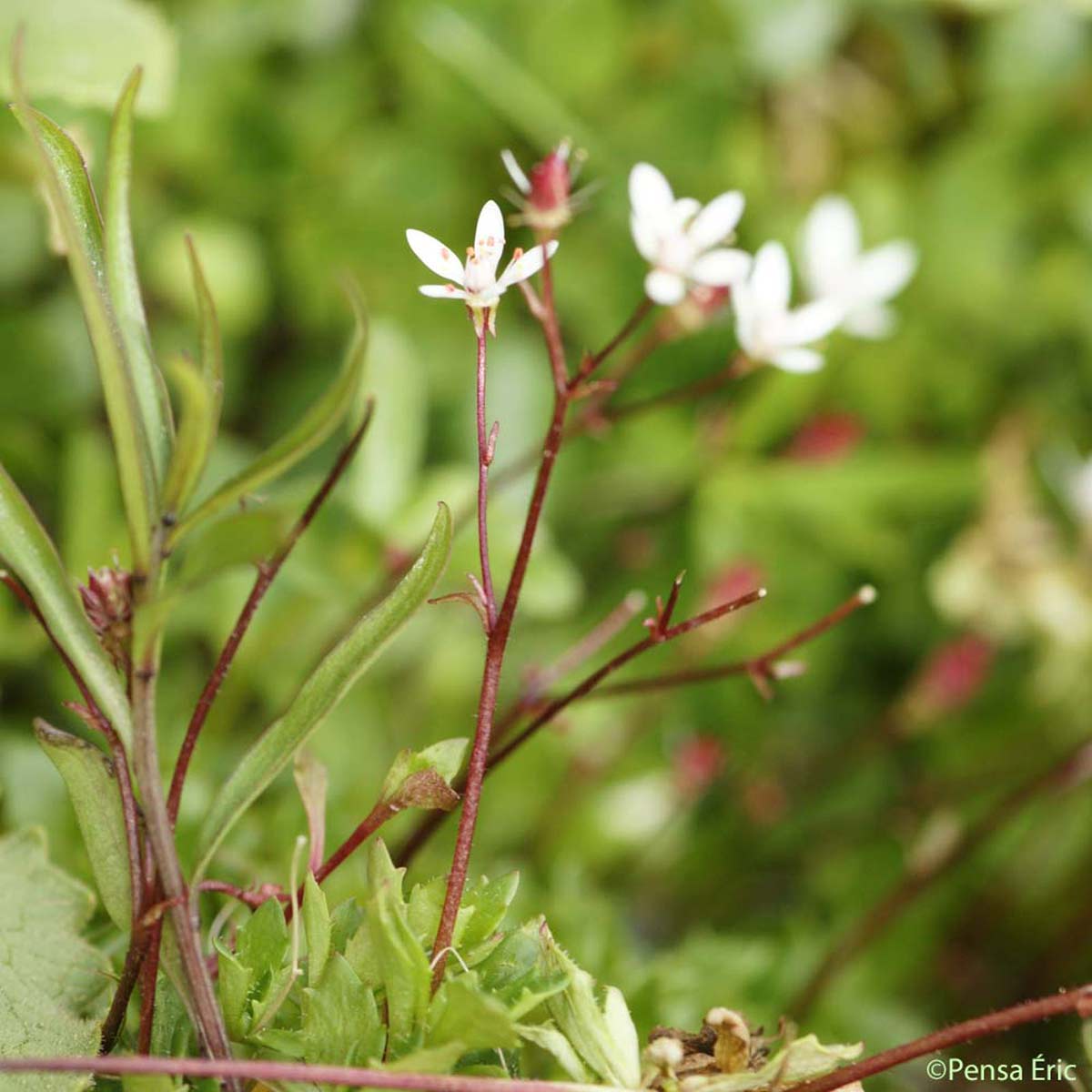 Saxifrage étoilée - Micranthes stellaris