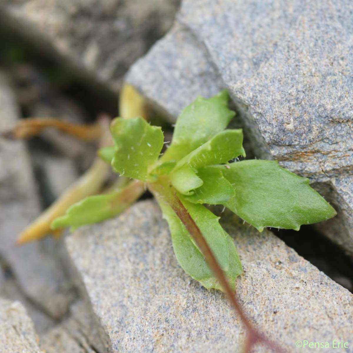 Saxifrage étoilée - Micranthes stellaris