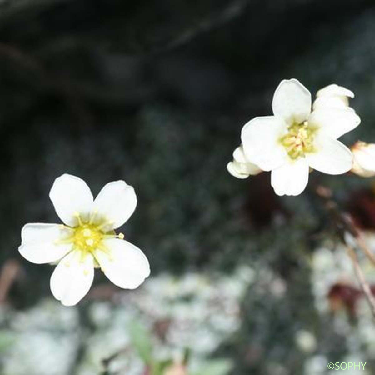 Saxifrage fausse Diapensie - Saxifraga diapensioides