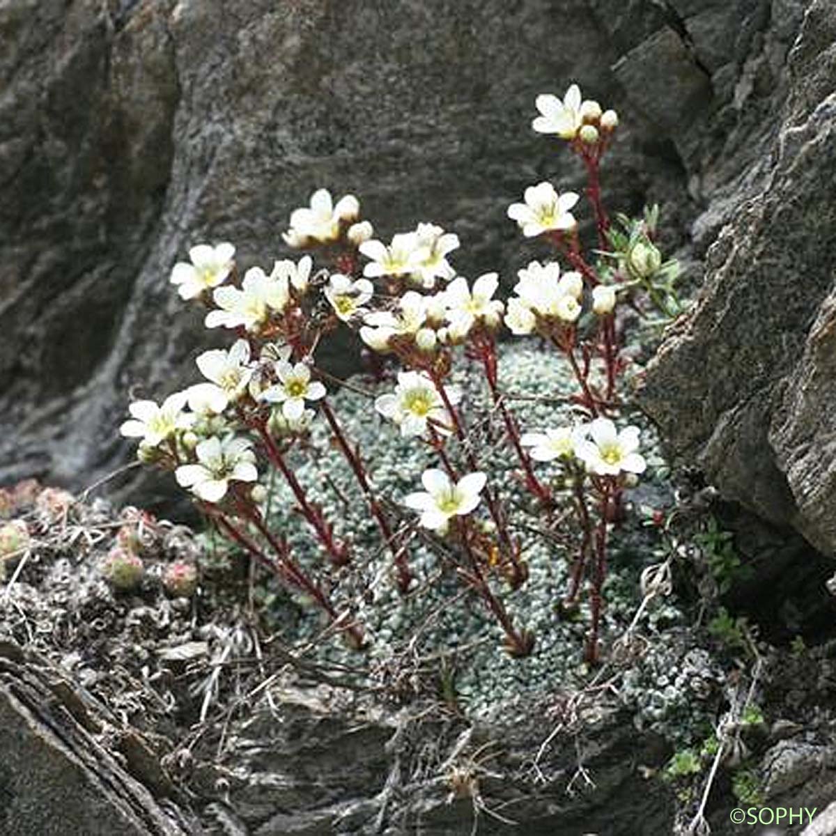 Saxifrage fausse Diapensie - Saxifraga diapensioides