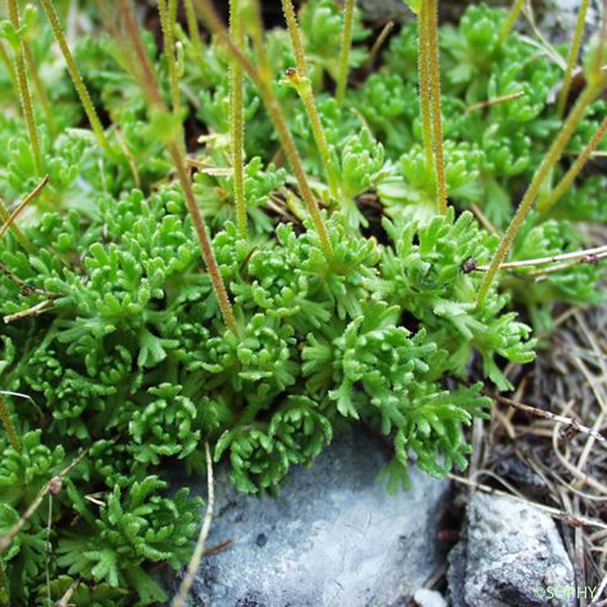 Saxifrage fausse Mousse - Saxifraga muscoides