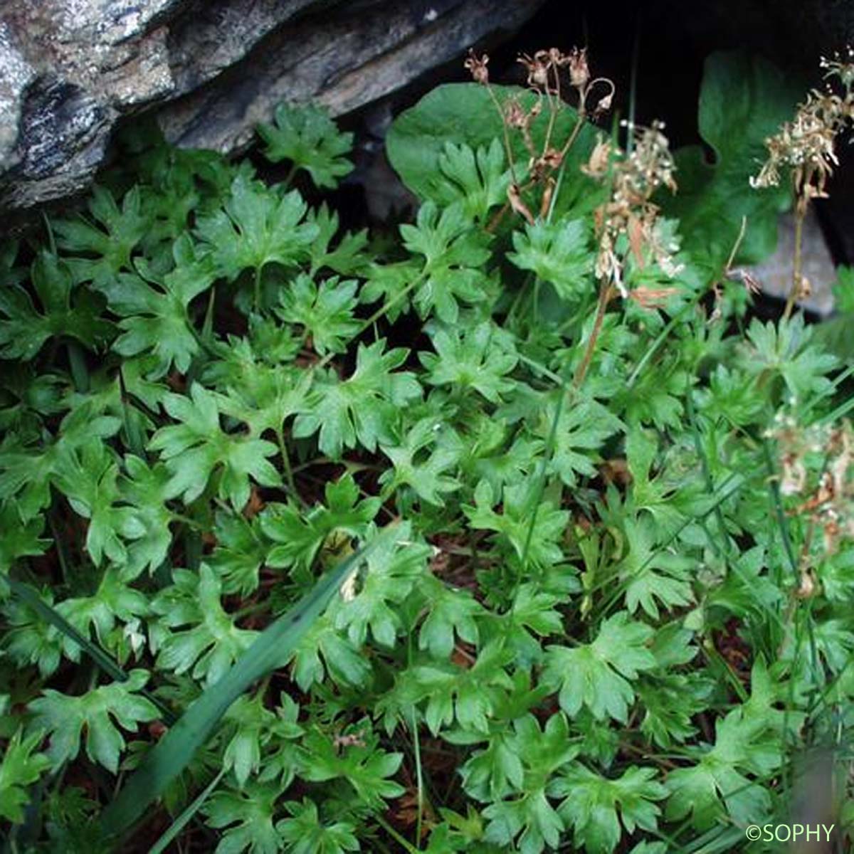 Saxifrage faux Géranium - Saxifraga geranioides