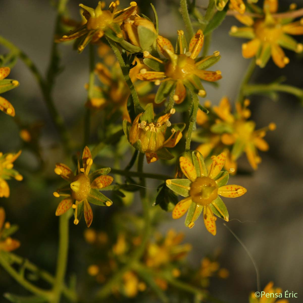 Saxifrage faux Orpin - Saxifraga aizoides