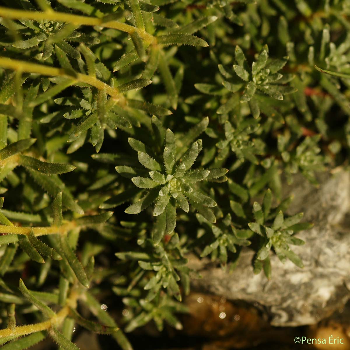 Saxifrage faux Orpin - Saxifraga aizoides