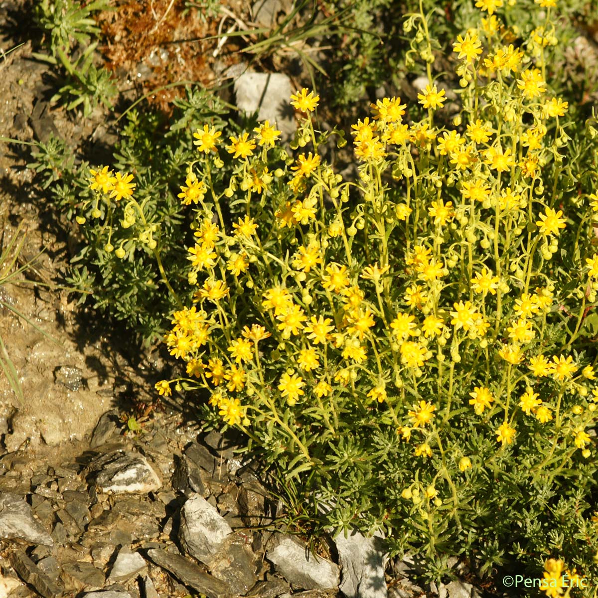 Saxifrage faux Orpin - Saxifraga aizoides