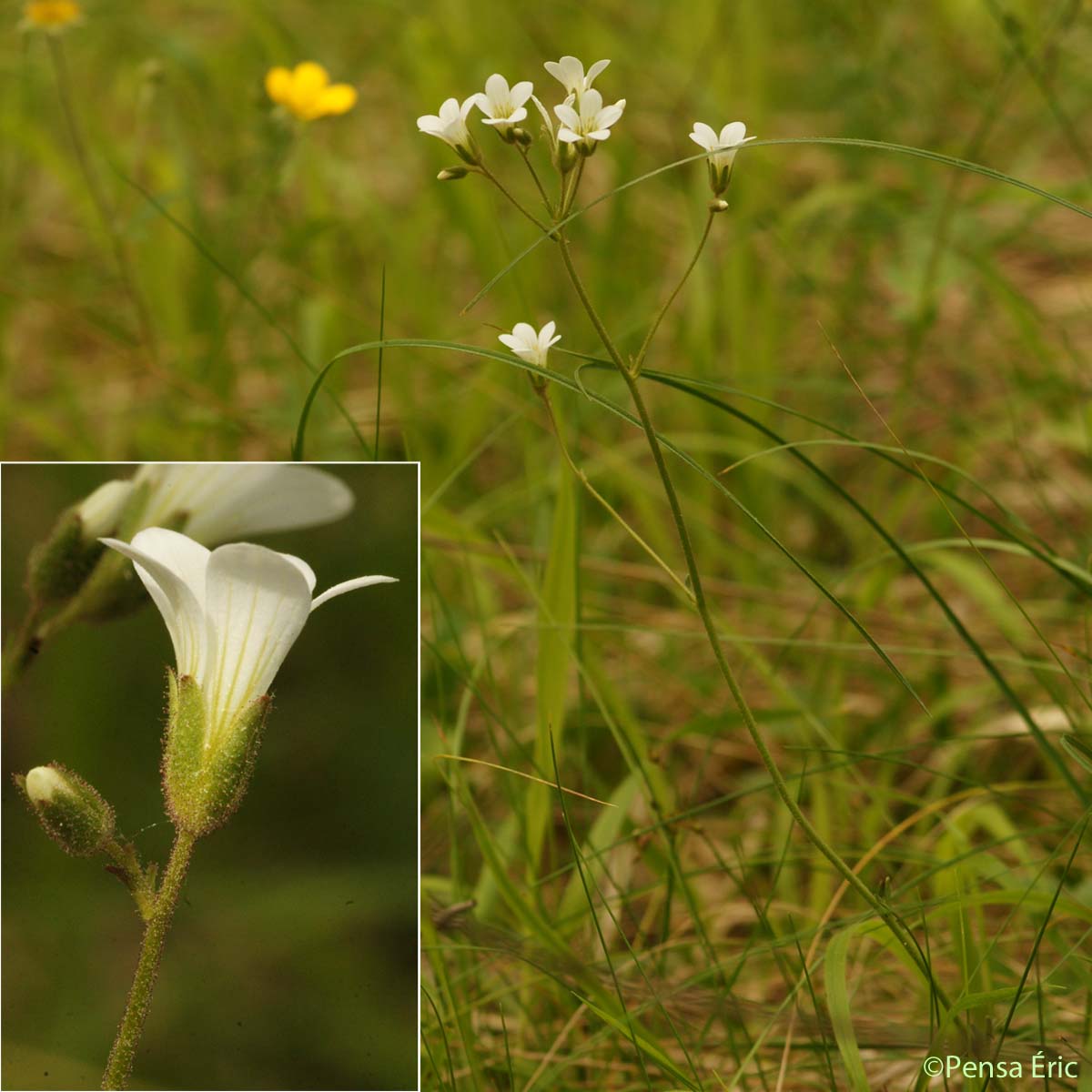 Saxifrage granulée - Saxifraga granulata